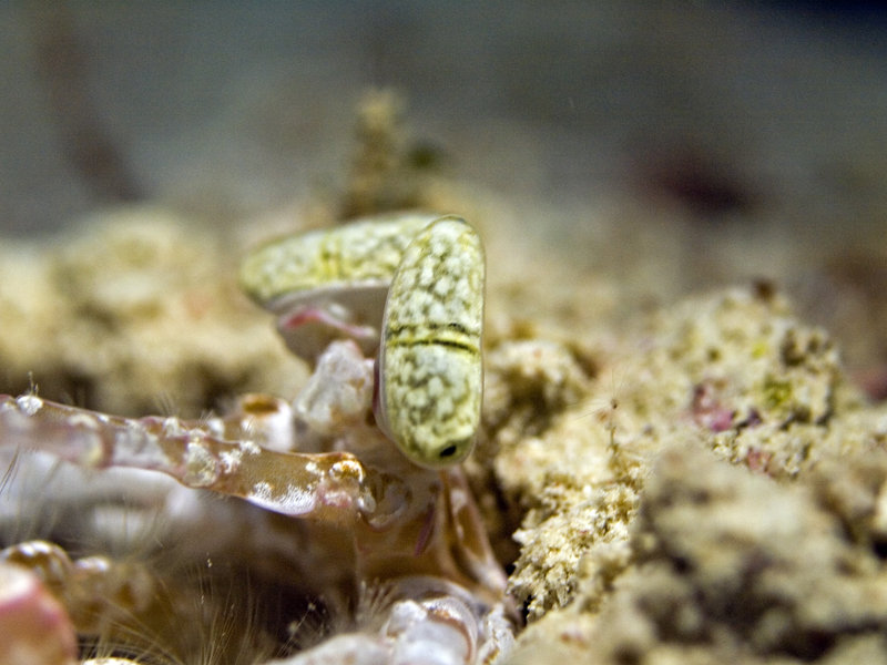 Mabul, Paradise 1 and 2, Spearing Mantis Shrimp